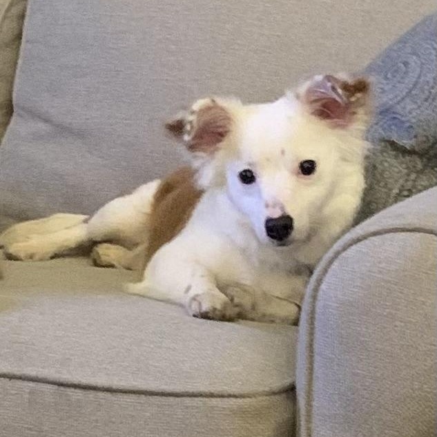 Enlarge Riker, a ADOPTABLE mixed breed in Pleasanton, CA image 2/6