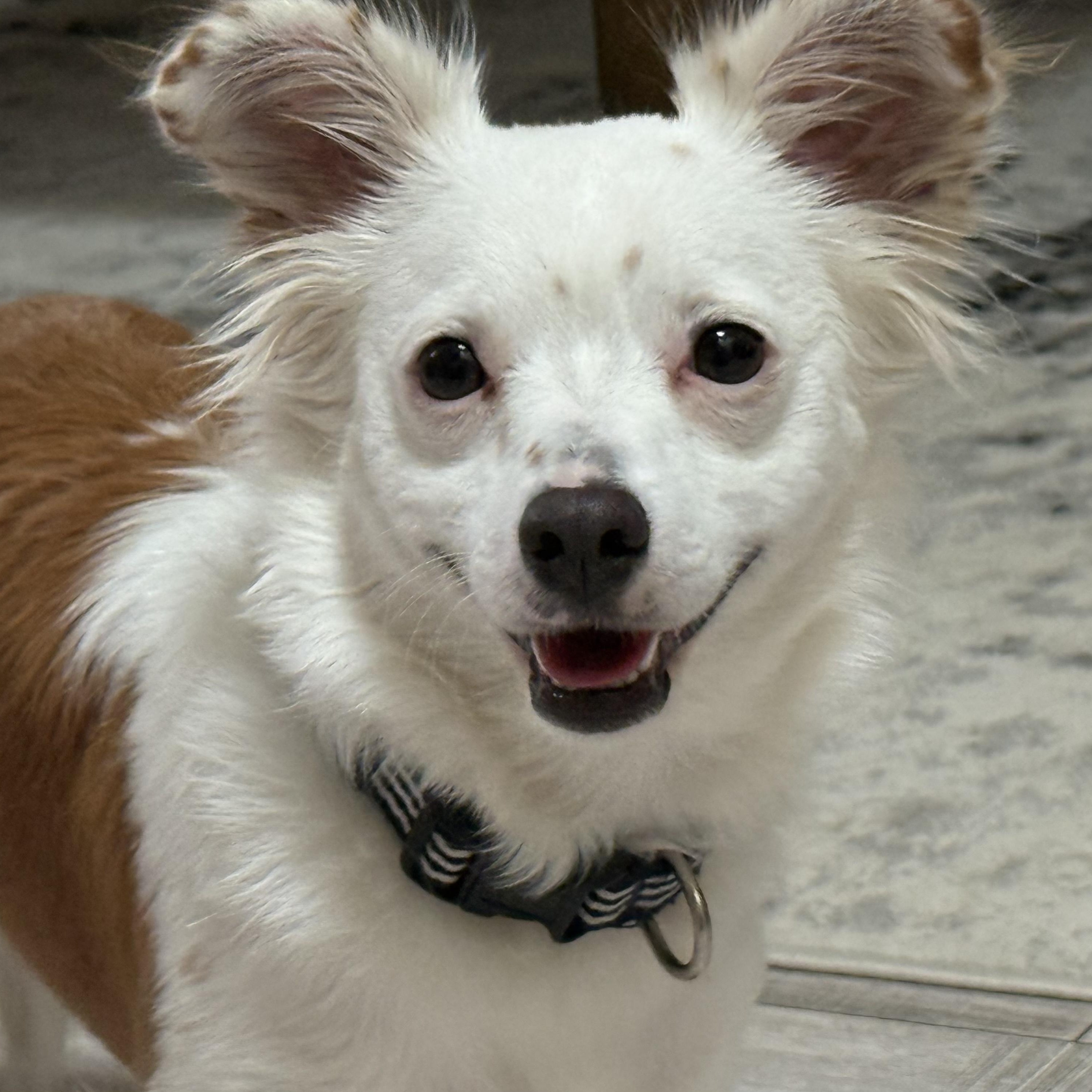Enlarge Riker, a Adoptable mixed breed in Pleasanton, CA image 5/6