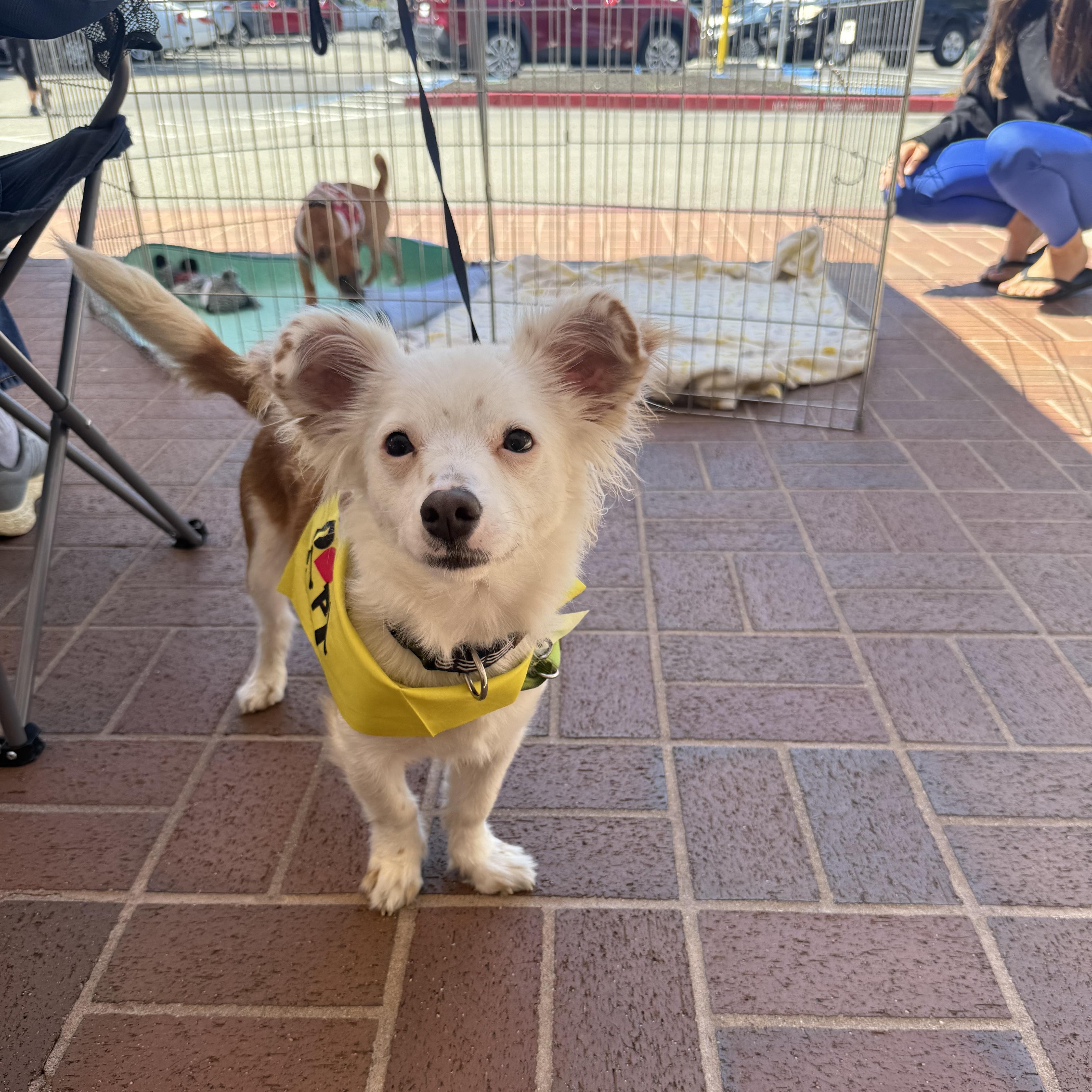 Enlarge Riker, a ADOPTABLE mixed breed in Pleasanton, CA image 6/6