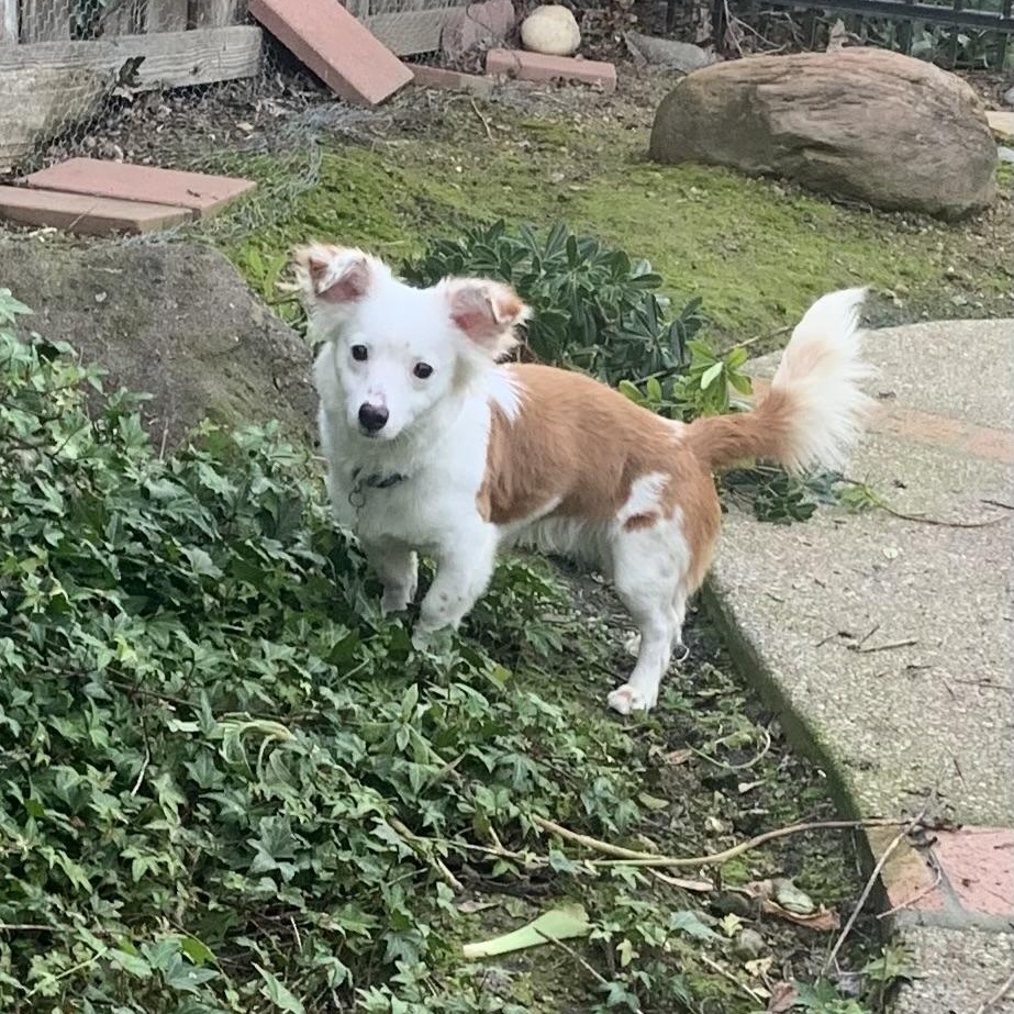 Enlarge Riker, a ADOPTABLE mixed breed in Pleasanton, CA image 1/6