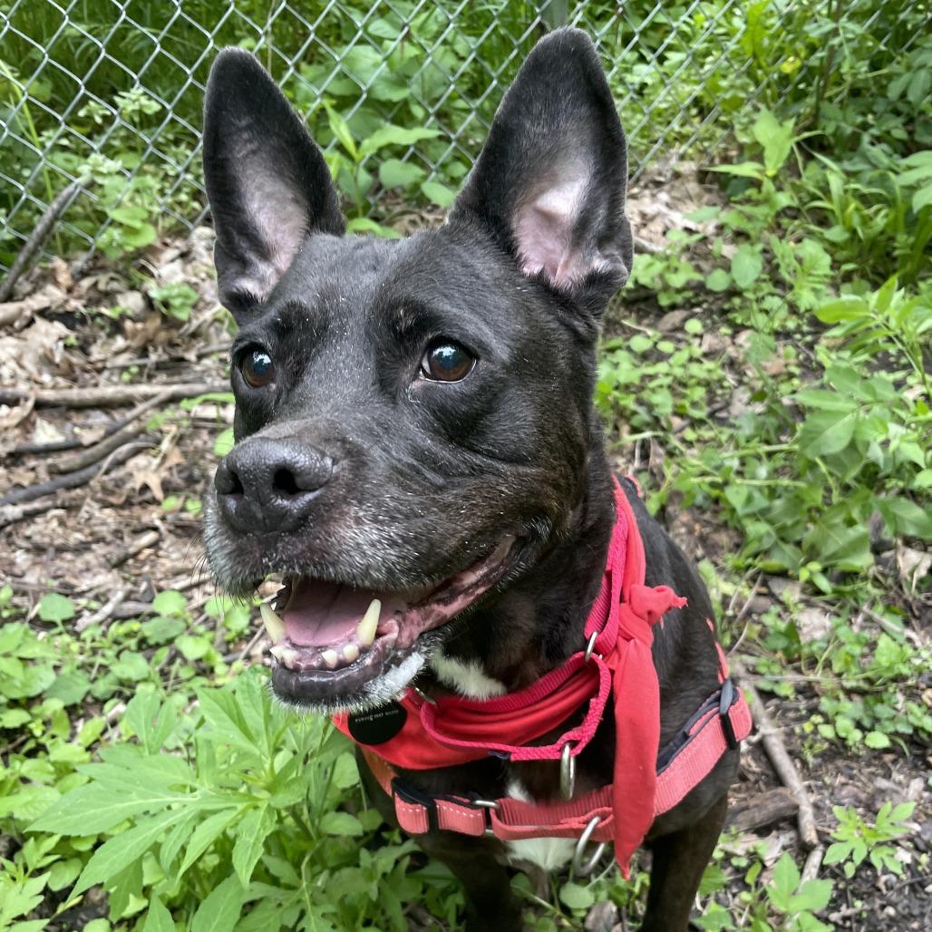 Kookie, a Adoptable mixed breed in Fort Wayne, IN image 1/6