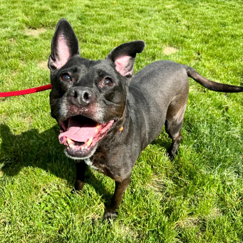 Kookie, a Adoptable mixed breed in Fort Wayne, IN image 2/6