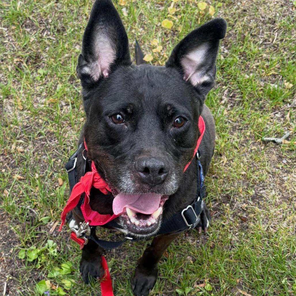 Kookie, a Adoptable mixed breed in Fort Wayne, IN image 3/6