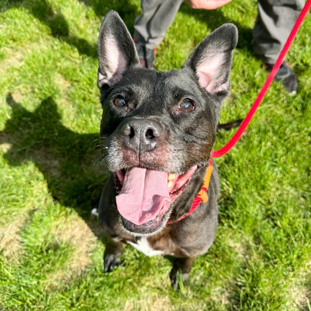 Kookie, a Adoptable mixed breed in Fort Wayne, IN image 4/6