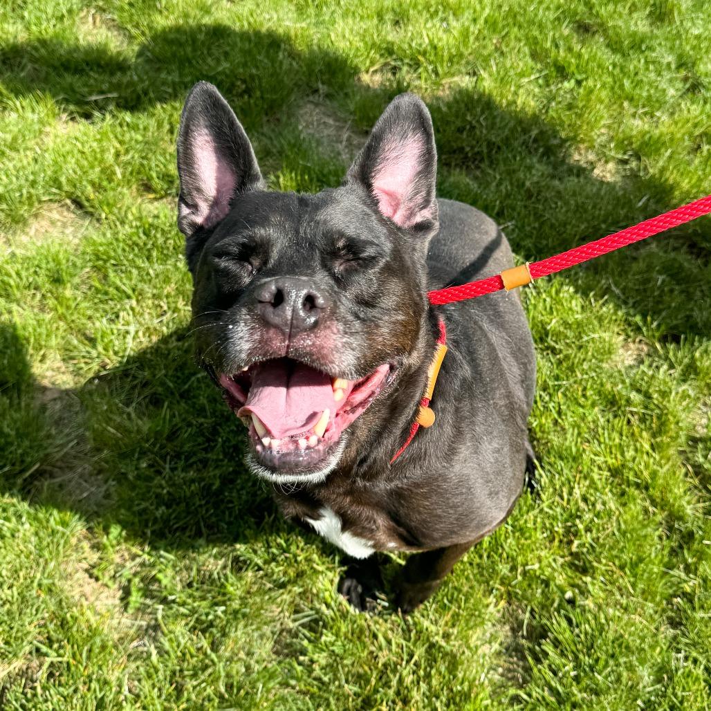 Kookie, a Adoptable mixed breed in Fort Wayne, IN image 5/6