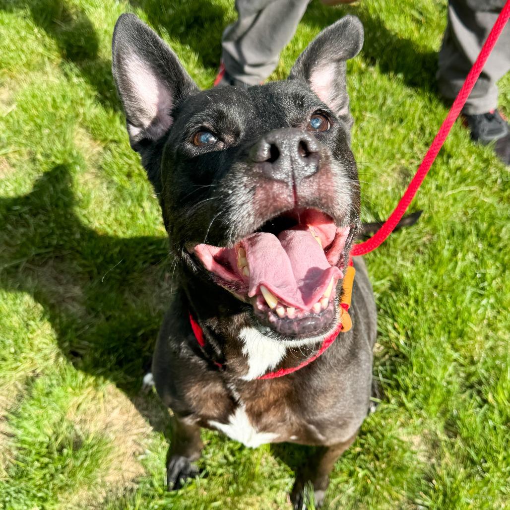 Kookie, a Adoptable mixed breed in Fort Wayne, IN image 6/6