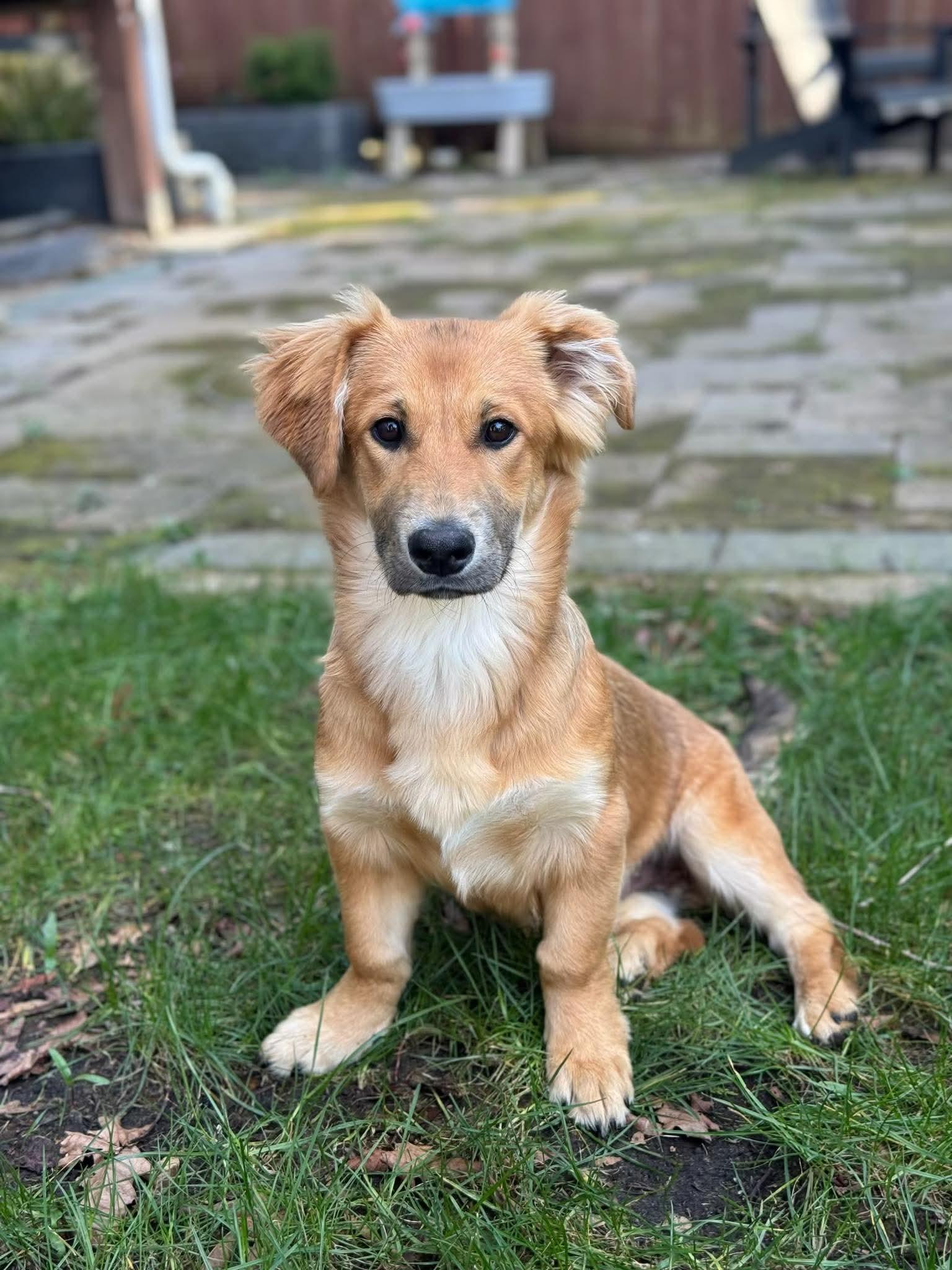 Enlarge Andy, a Adoptable mixed breed in Bellingham, WA image 2/6