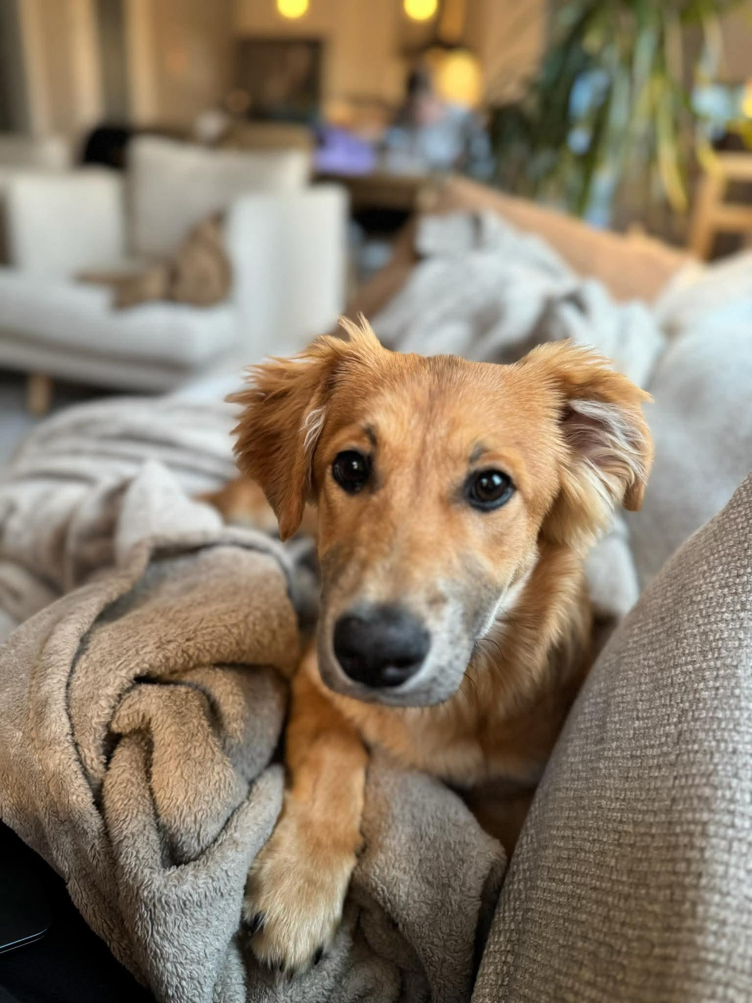 Enlarge Andy, a Adoptable mixed breed in Bellingham, WA image 6/6