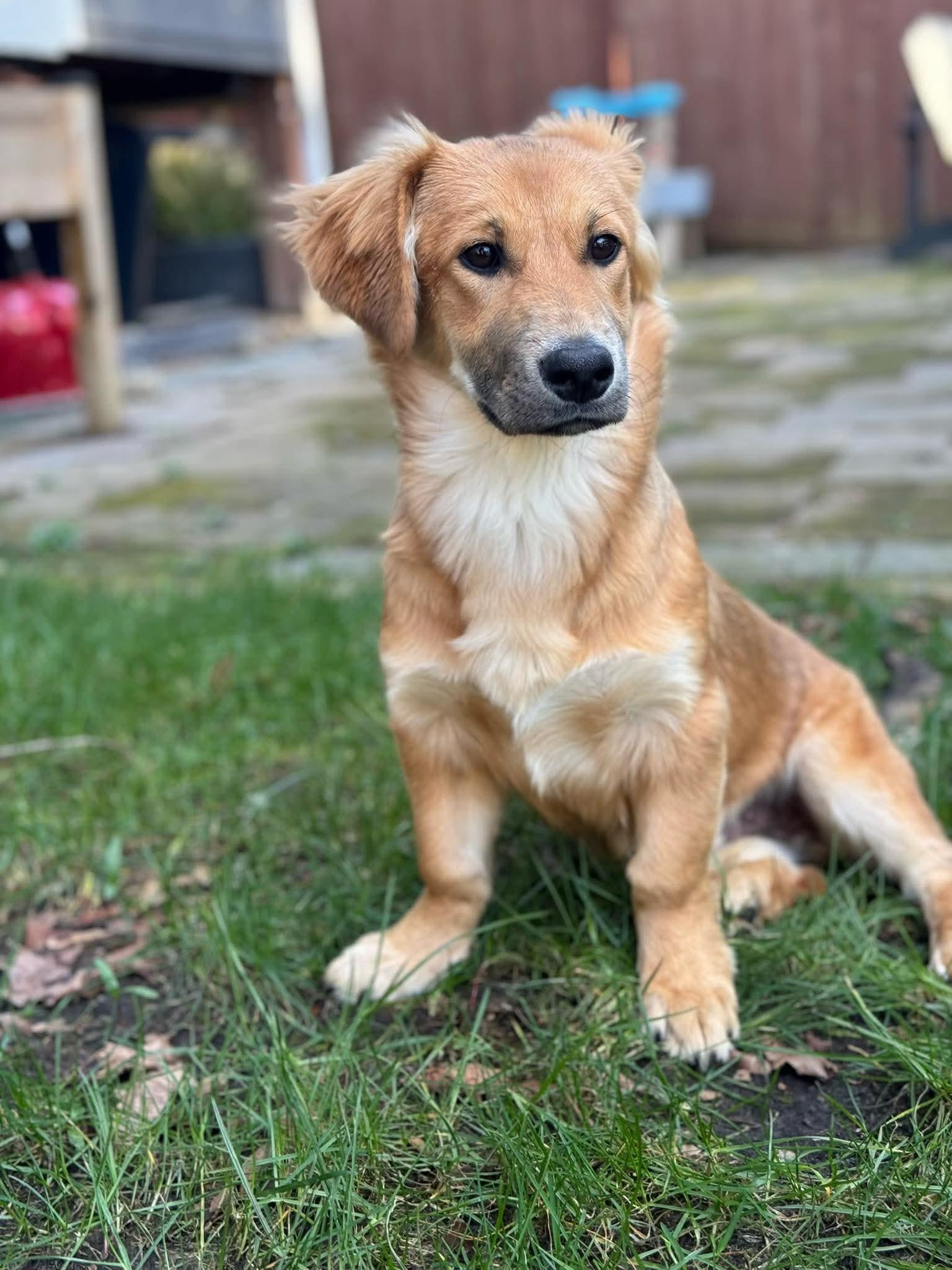 Enlarge Andy, a Adoptable mixed breed in Bellingham, WA image 5/6