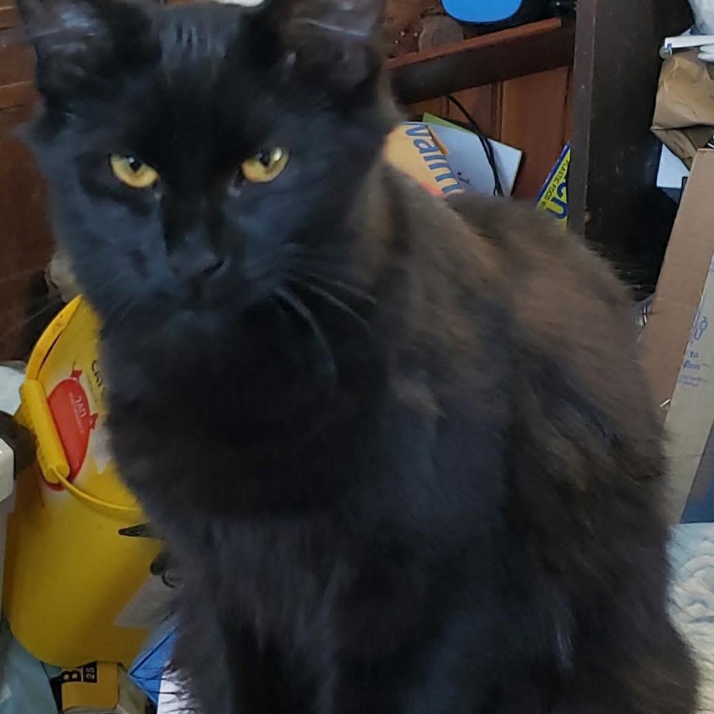 Vera, Adoptable, Young Female Domestic Short Hair.