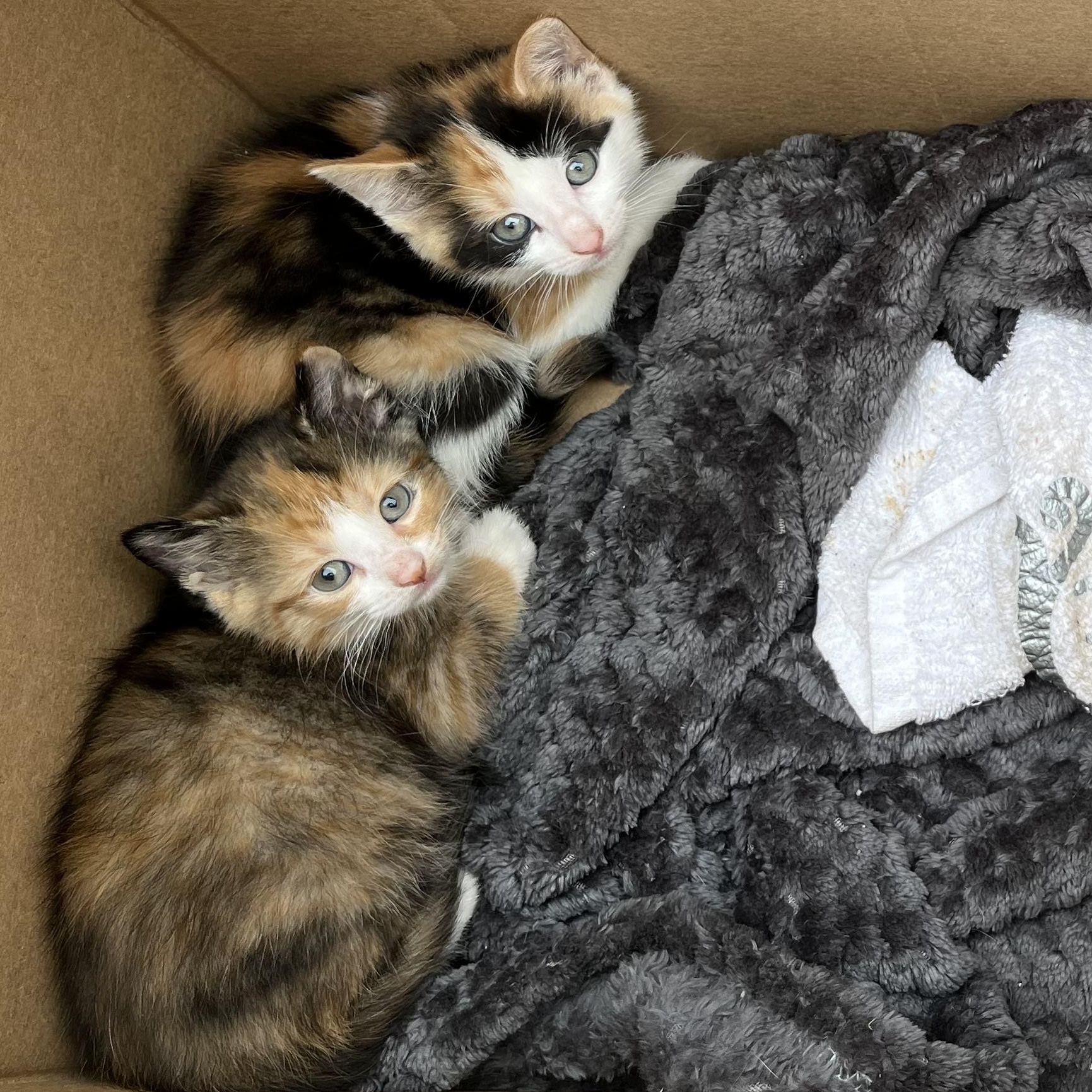 Enlarge Baby Calico Kittens - Pig Place, Foosball, Alotta, and Corduroy, an adopted Domestic Short Hair in Woodstock, NY image 3/4