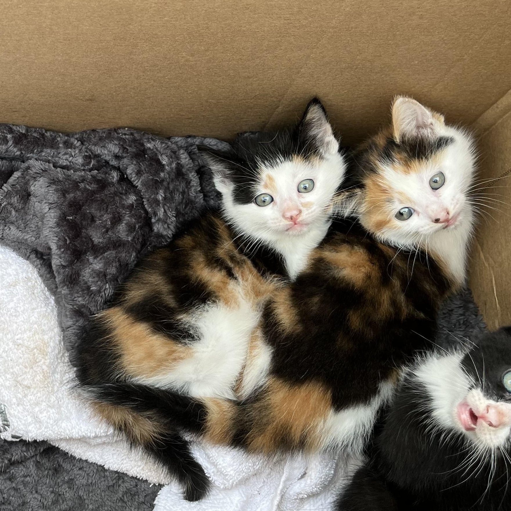 Enlarge Baby Calico Kittens - Pig Place, Foosball, Alotta, and Corduroy, an adopted Domestic Short Hair in Woodstock, NY image 2/4