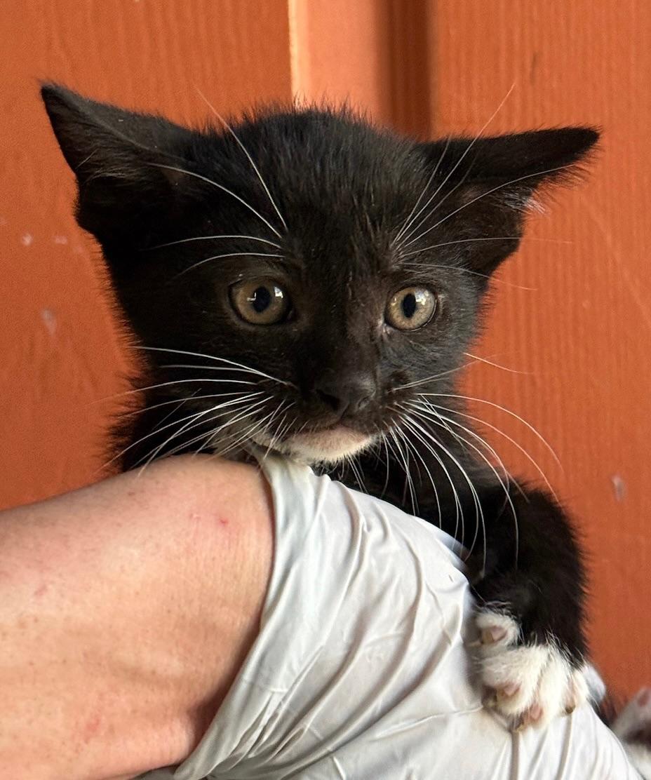 Enlarge Pete, a Adoptable Domestic Short Hair in Huntington Beach, CA image 3/3