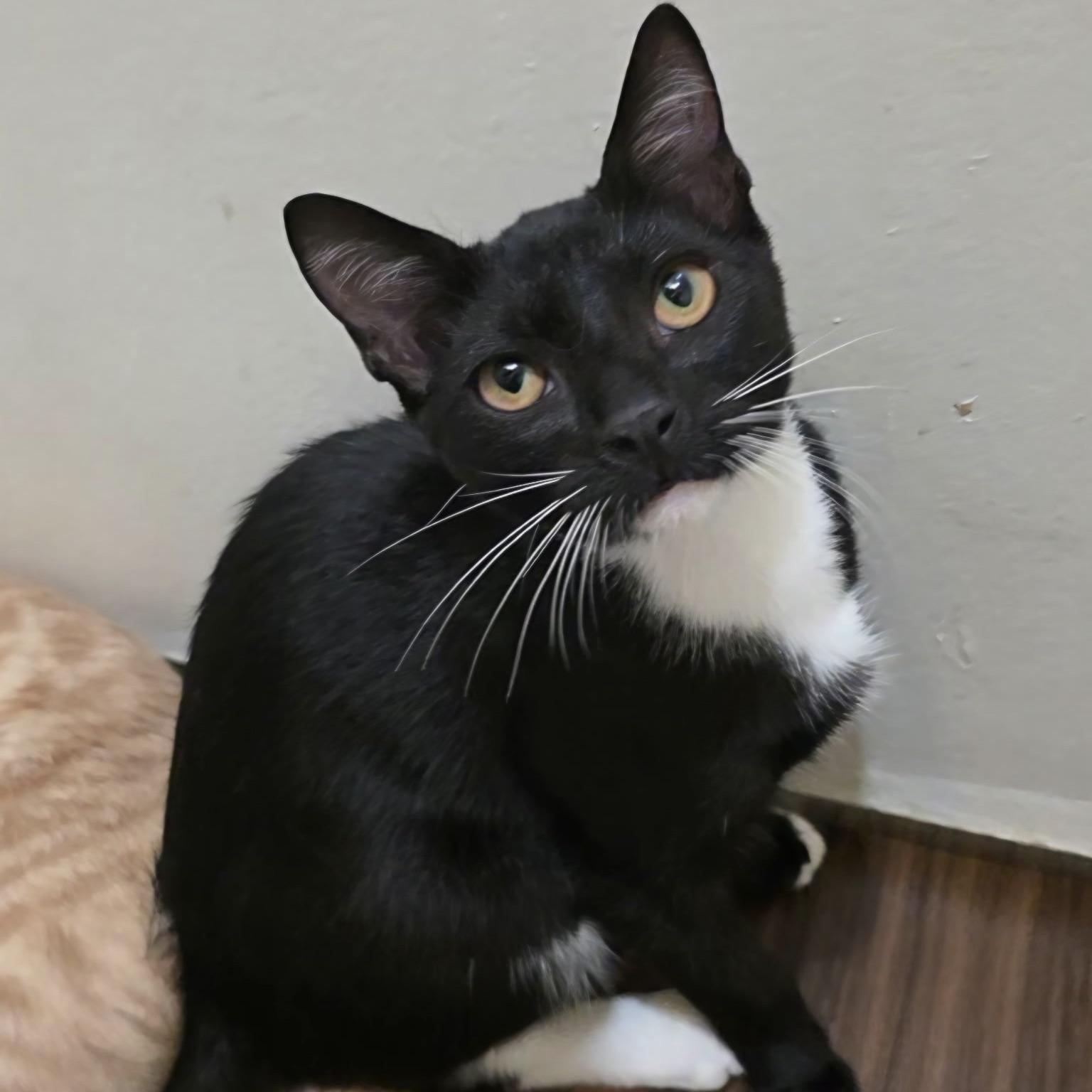 Enlarge Pete, a Adoptable Domestic Short Hair in Huntington Beach, CA image 1/3