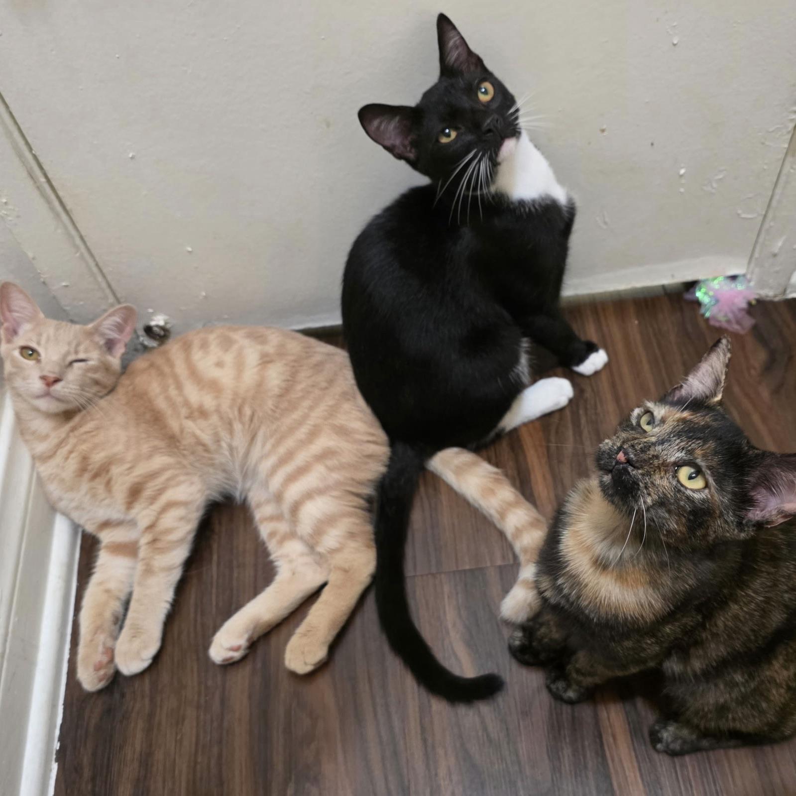 Enlarge Pete, a Adoptable Domestic Short Hair in Huntington Beach, CA image 2/3