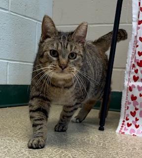 Socks — thumbnail 2