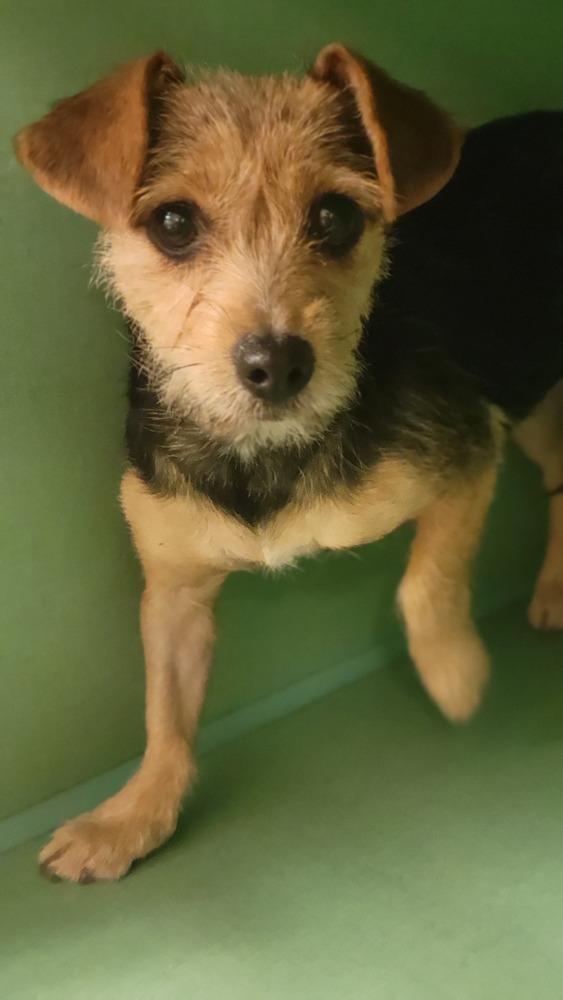 Bella, a Adopted mixed breed in Cortez, CO image 2/2