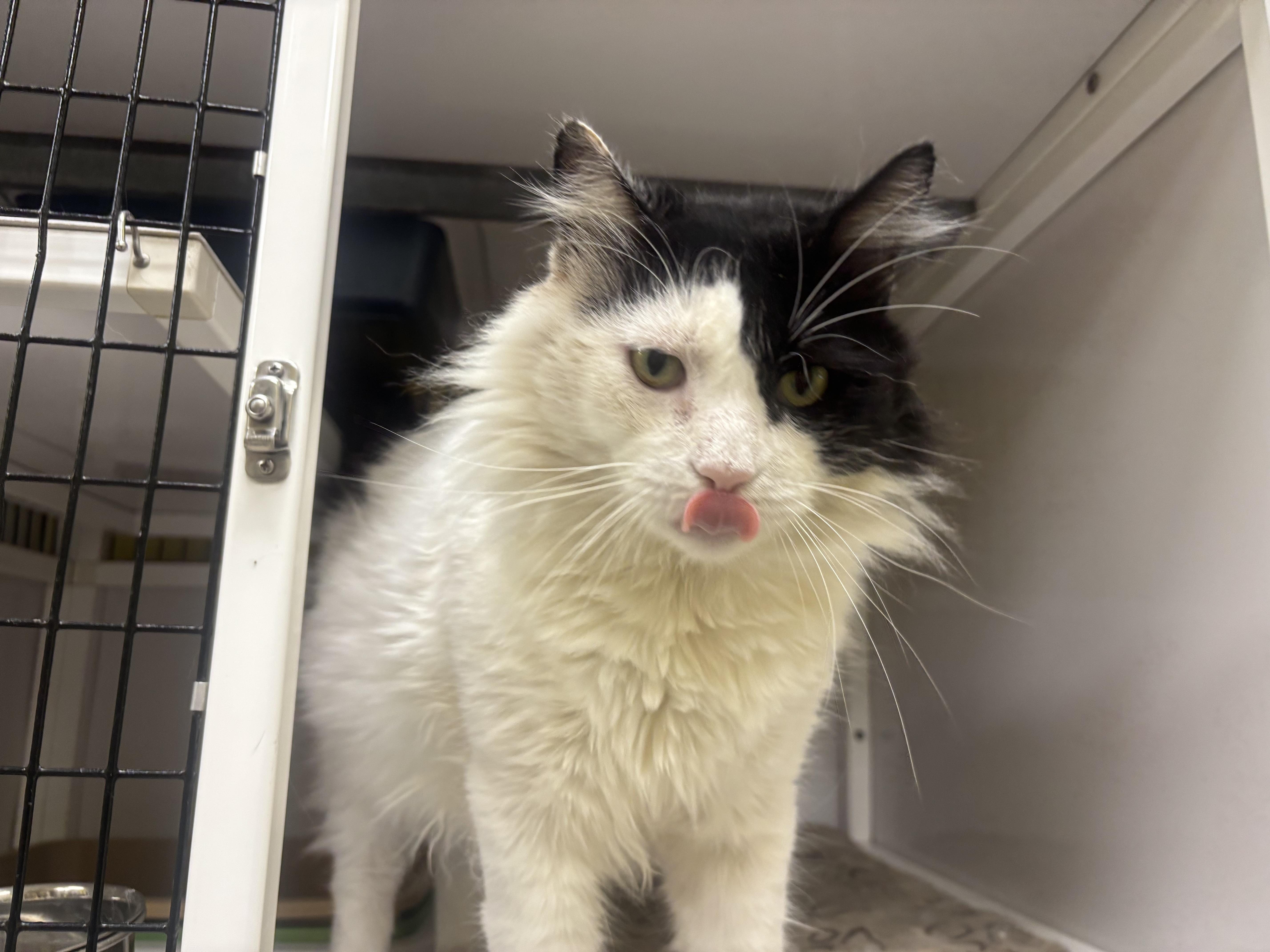 Forrest, a Adoptable Domestic Short Hair in Lyndhurst, NJ image 2/2