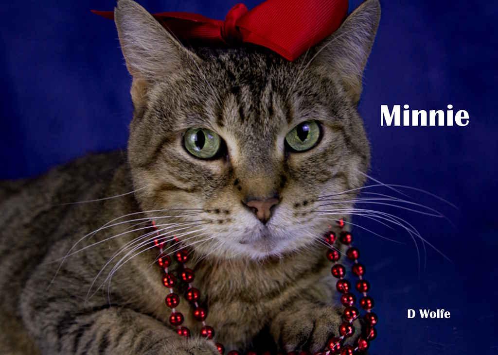 Minnie, Adoptable, Adult Female Tabby.