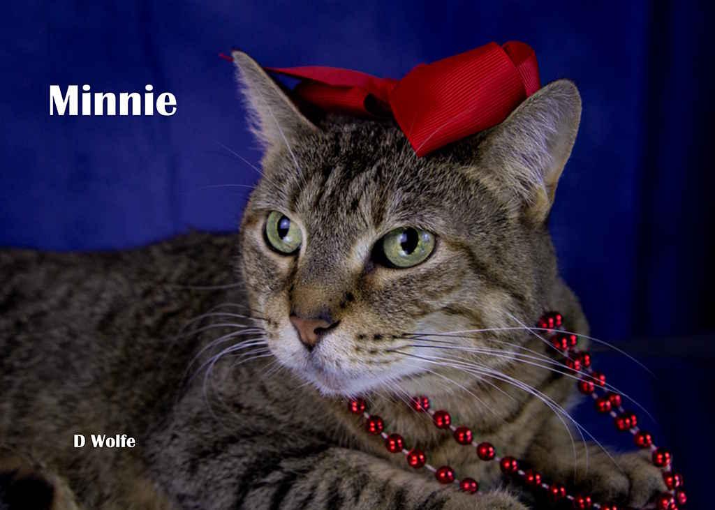 Enlarge Minnie, a Adoptable Tabby in York, NE image 5/5