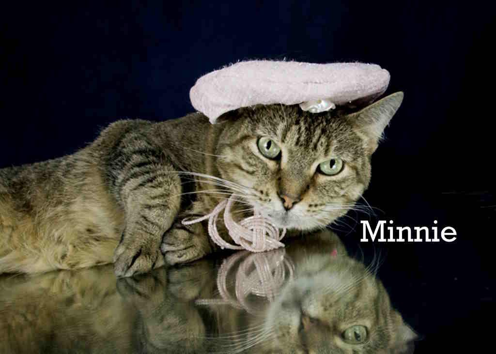 Minnie, Adoptable, Adult Female Tabby.