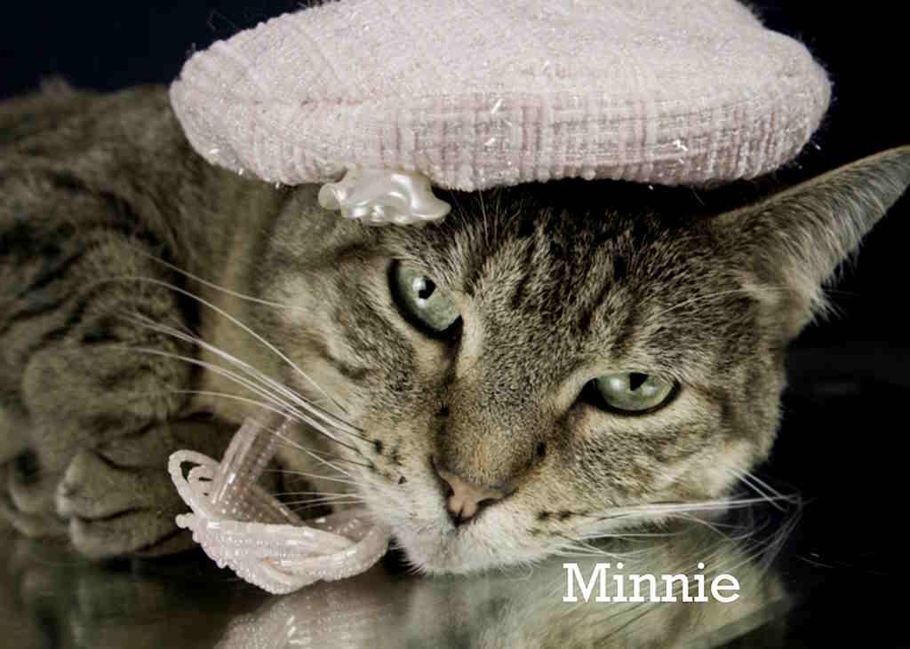 Enlarge Minnie, a Adoptable Tabby in York, NE image 2/4