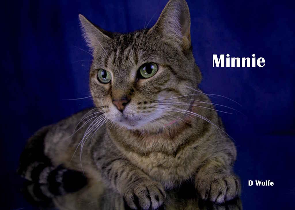 Enlarge Minnie, a Adoptable Tabby in York, NE image 4/5