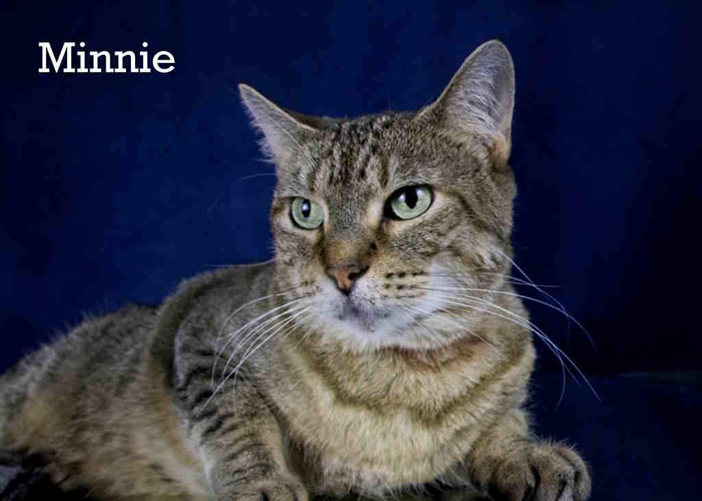 Enlarge Minnie, a Adoptable Tabby in York, NE image 3/4