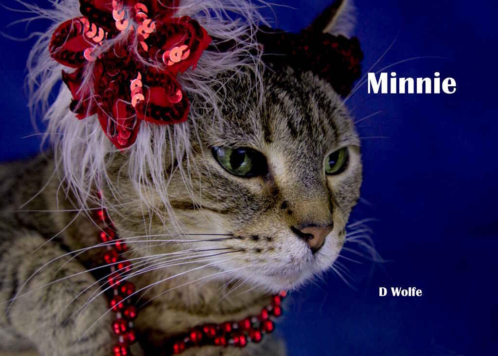 Enlarge Minnie, a Adoptable Tabby in York, NE image 3/5