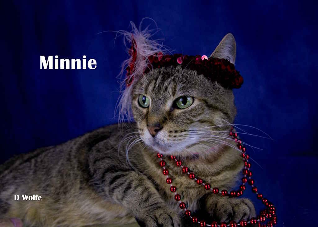 Enlarge Minnie, a Adoptable Tabby in York, NE image 2/5