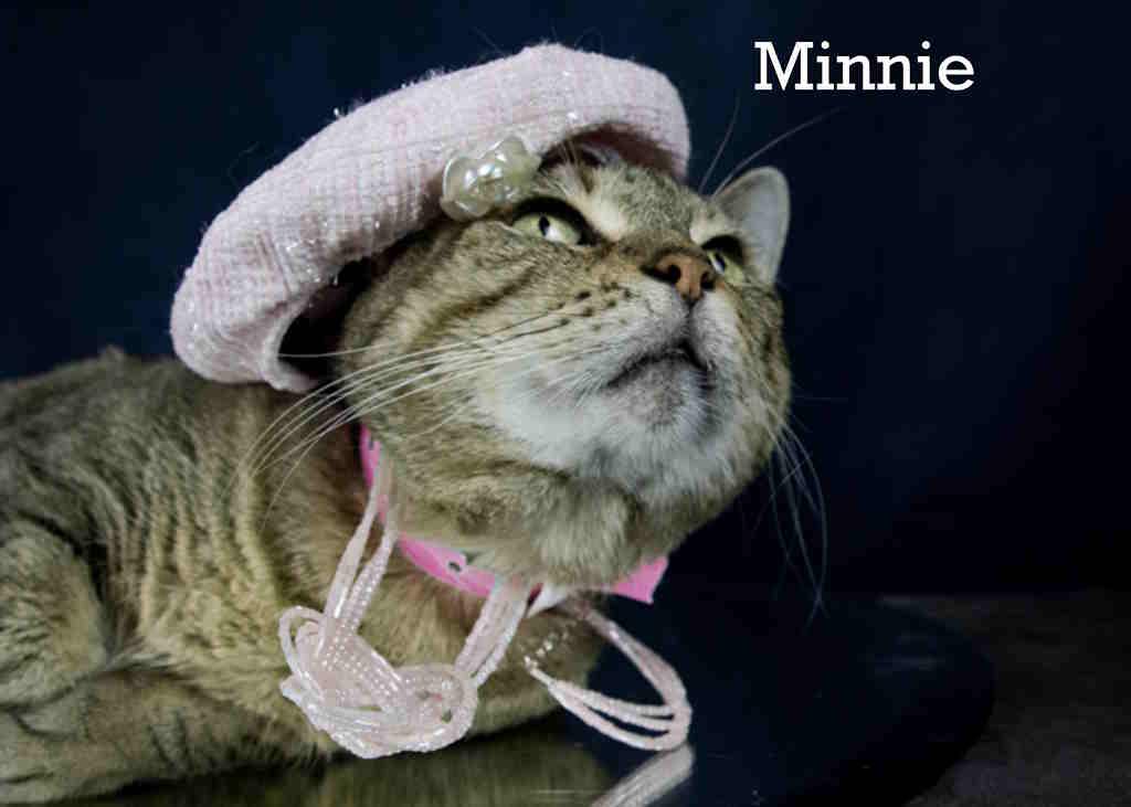 Enlarge Minnie, a Adoptable Tabby in York, NE image 4/4