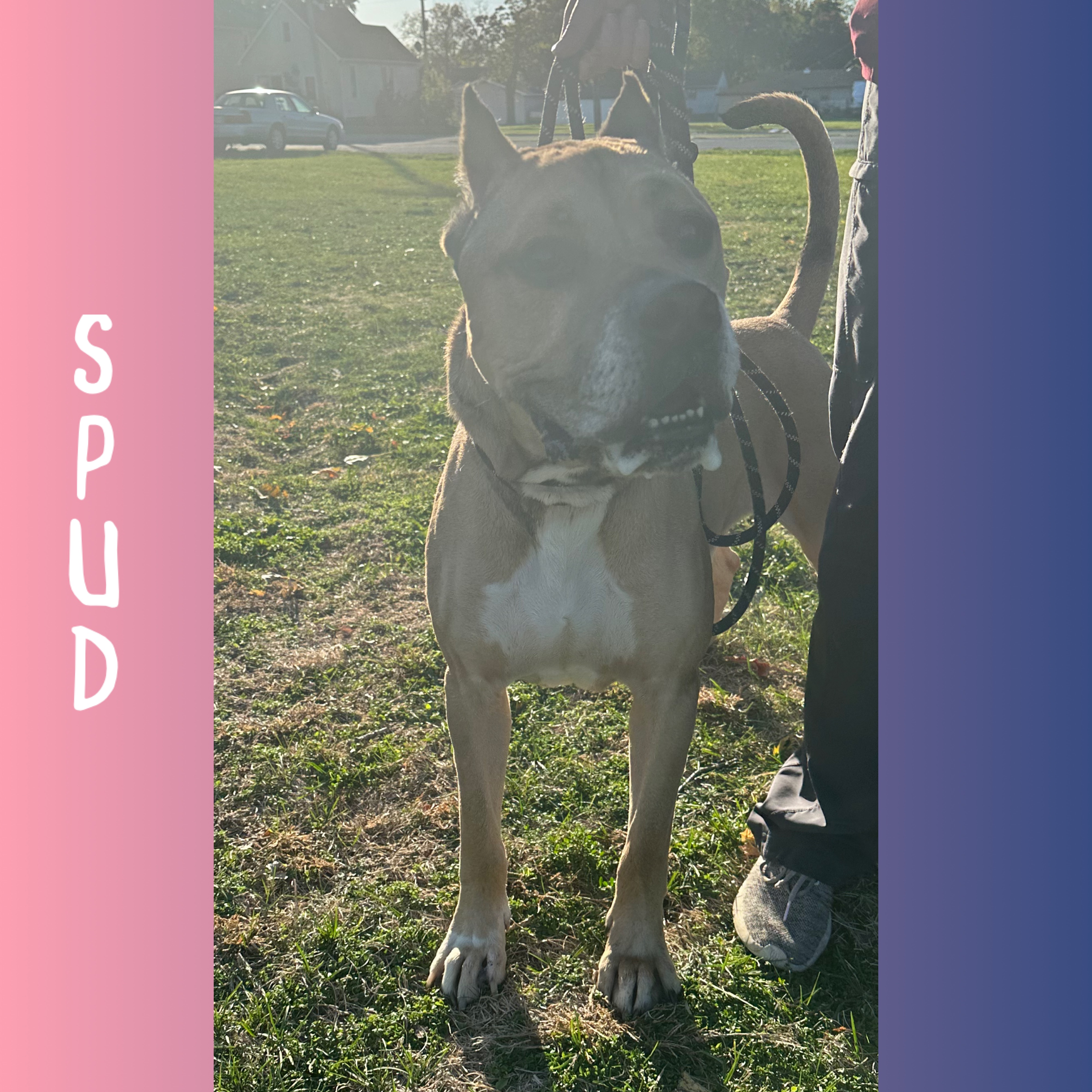 Dog for adoption Spud, a Cane Corso in Lemont, IL Petfinder