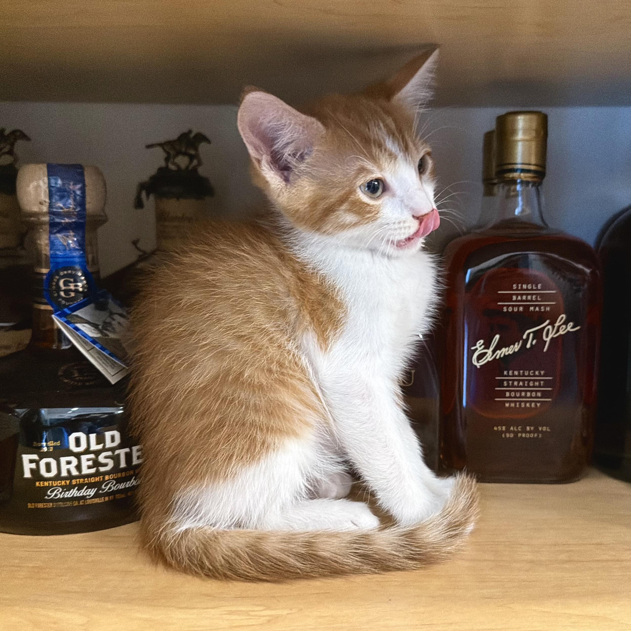 Enlarge Bourbon, a Adopted mixed breed in Lake Monroe, FL image 4/4