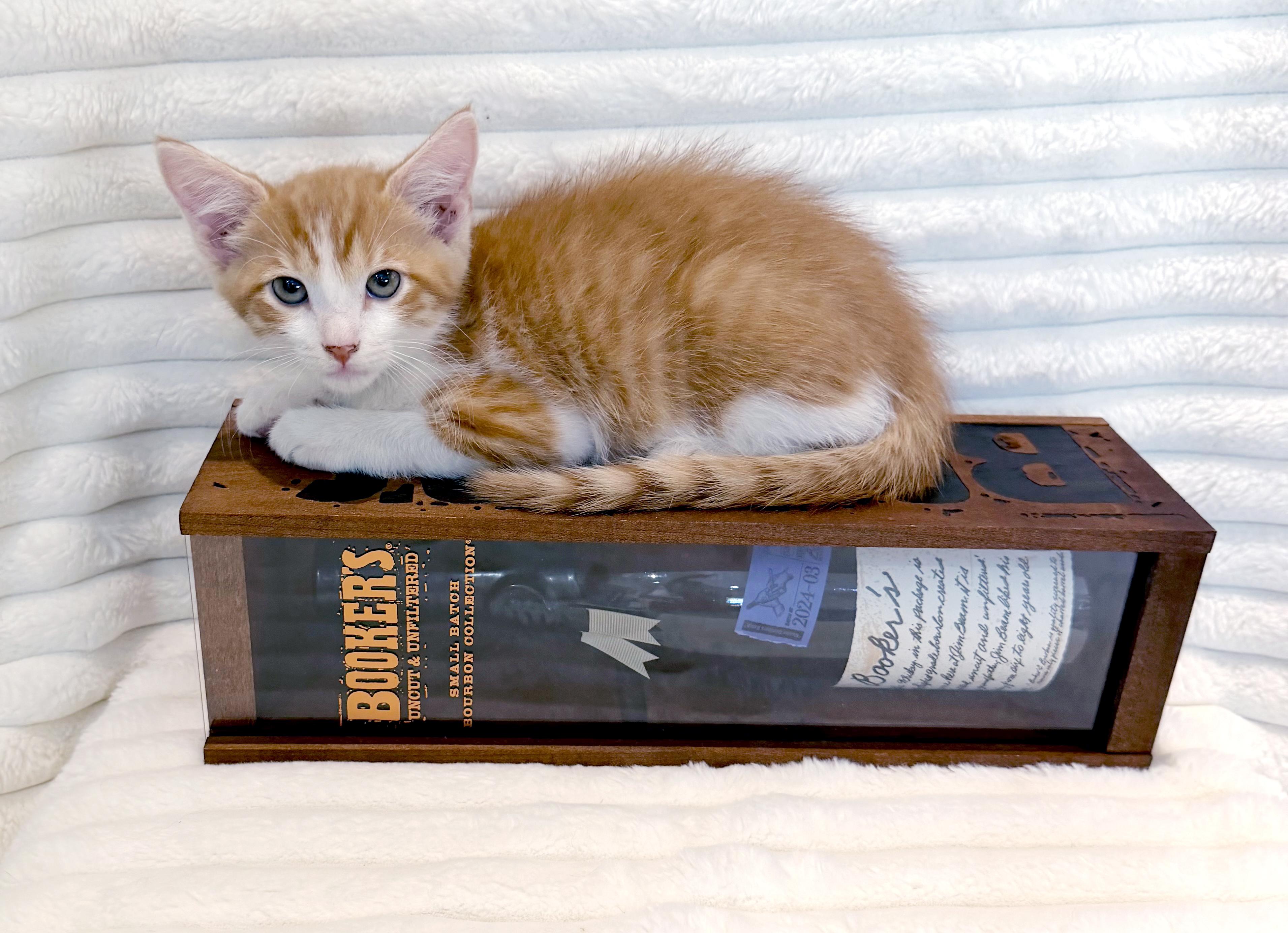 Enlarge Bourbon, a Adopted mixed breed in Lake Monroe, FL image 1/4