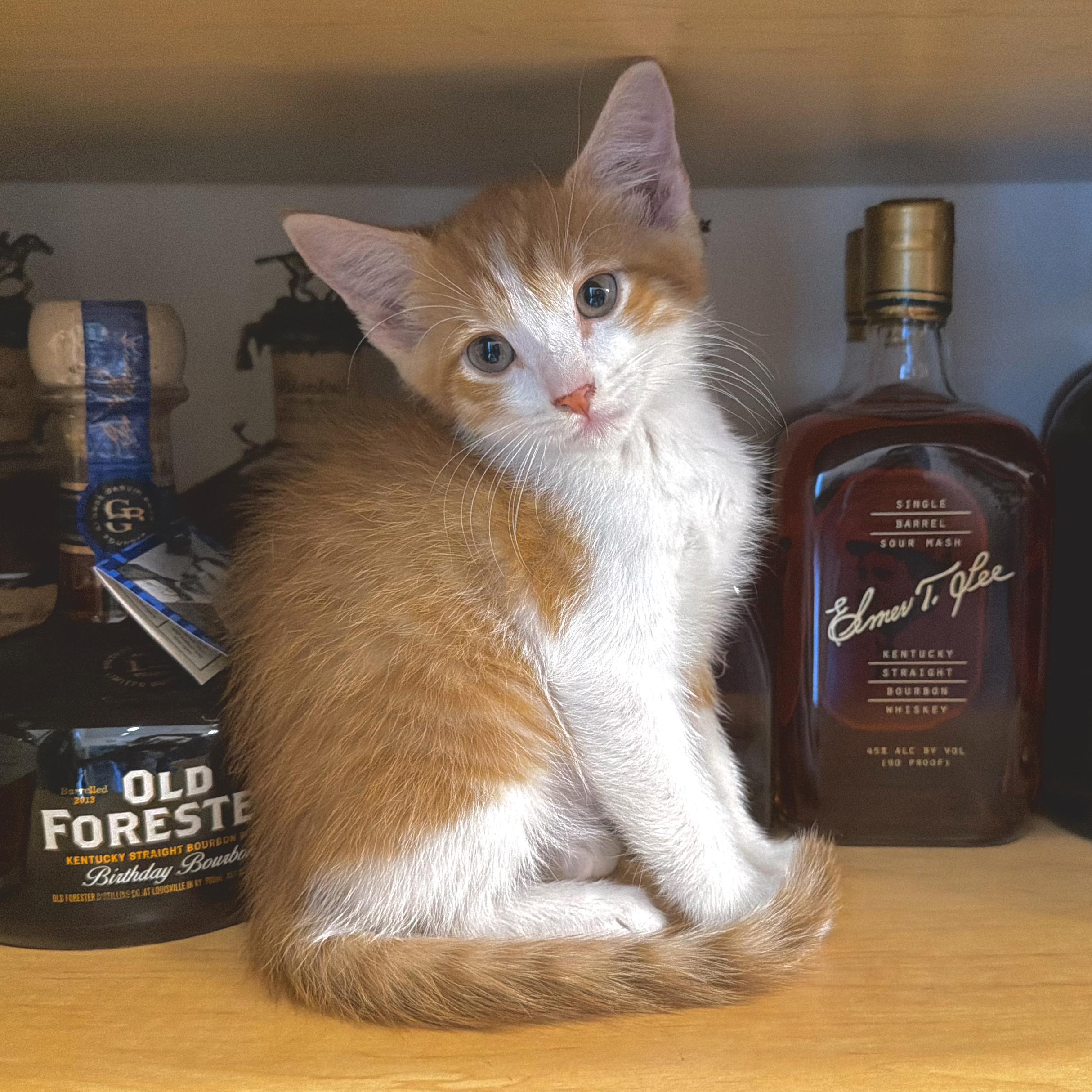 Enlarge Bourbon, a Adopted mixed breed in Lake Monroe, FL image 3/4