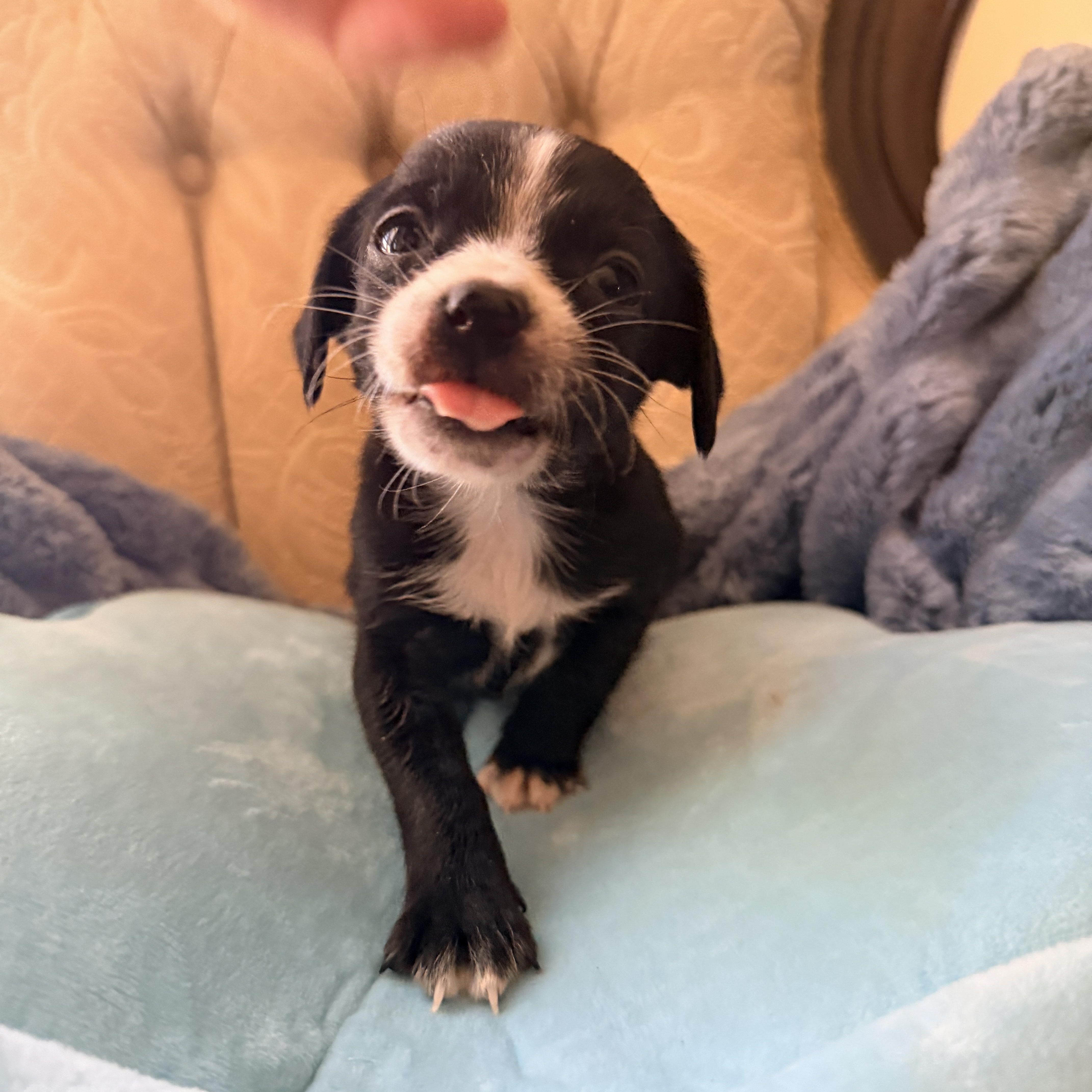 Chickadee, adopted, Puppy Female Dachshund & Mixed Breed.