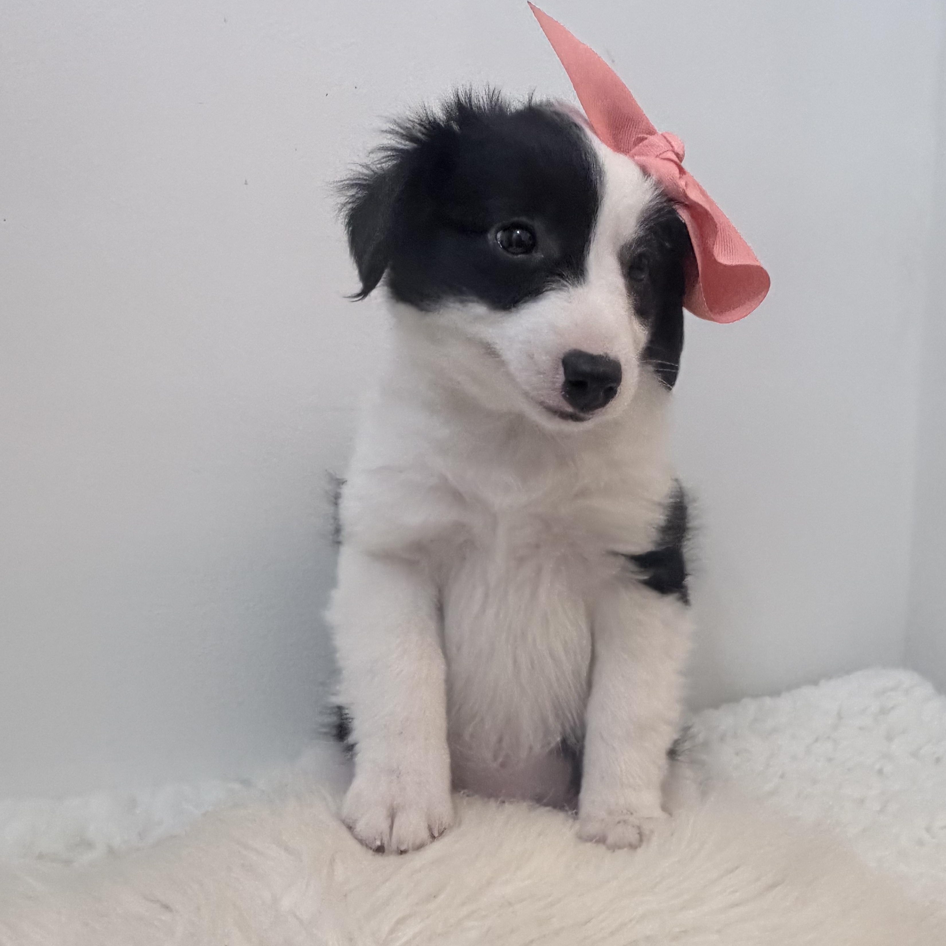 Enlarge Puffins, a Adopted Aussiedoodle in Wrightstown, NJ image 2/6