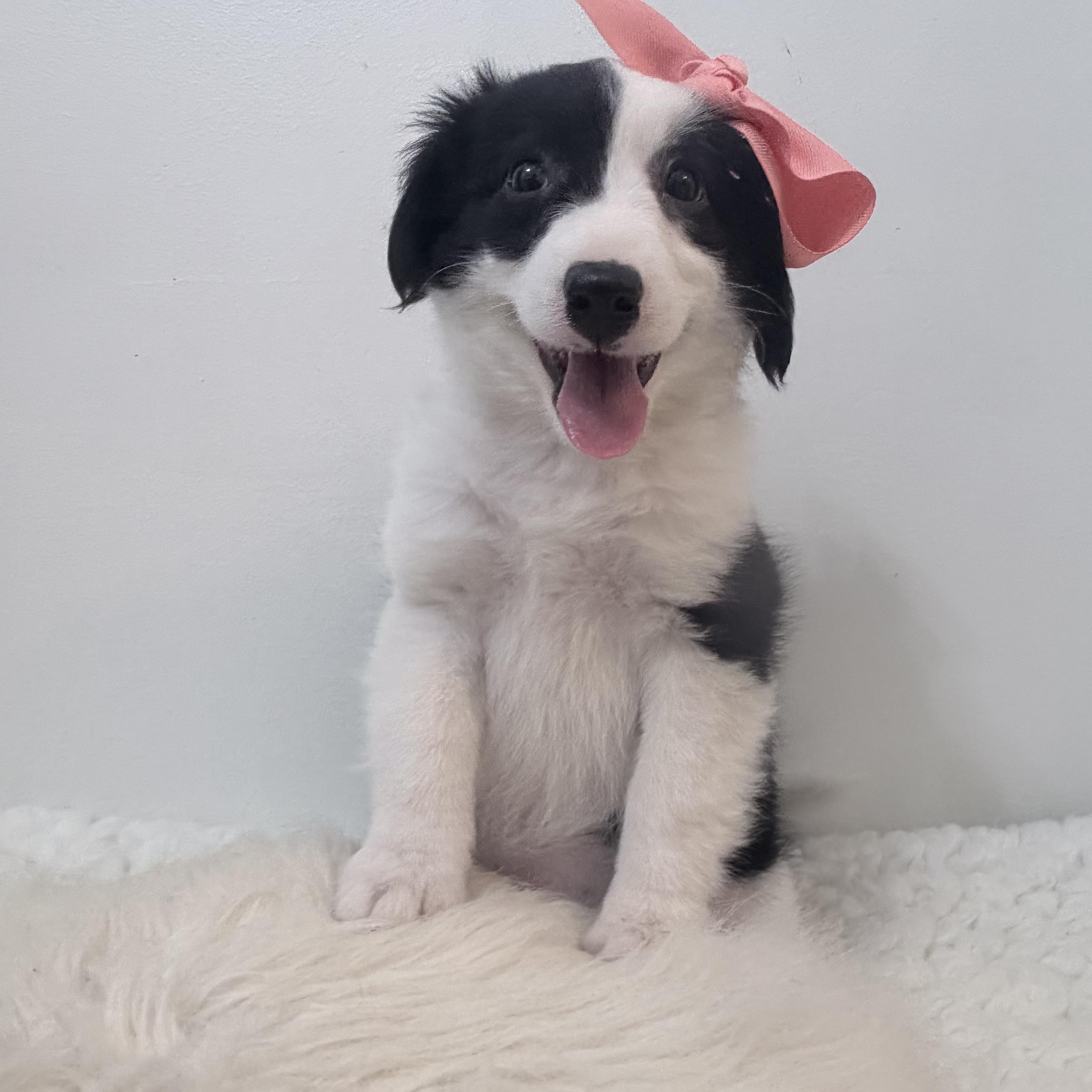 Enlarge Puffins, a Adopted Aussiedoodle in Wrightstown, NJ image 5/6
