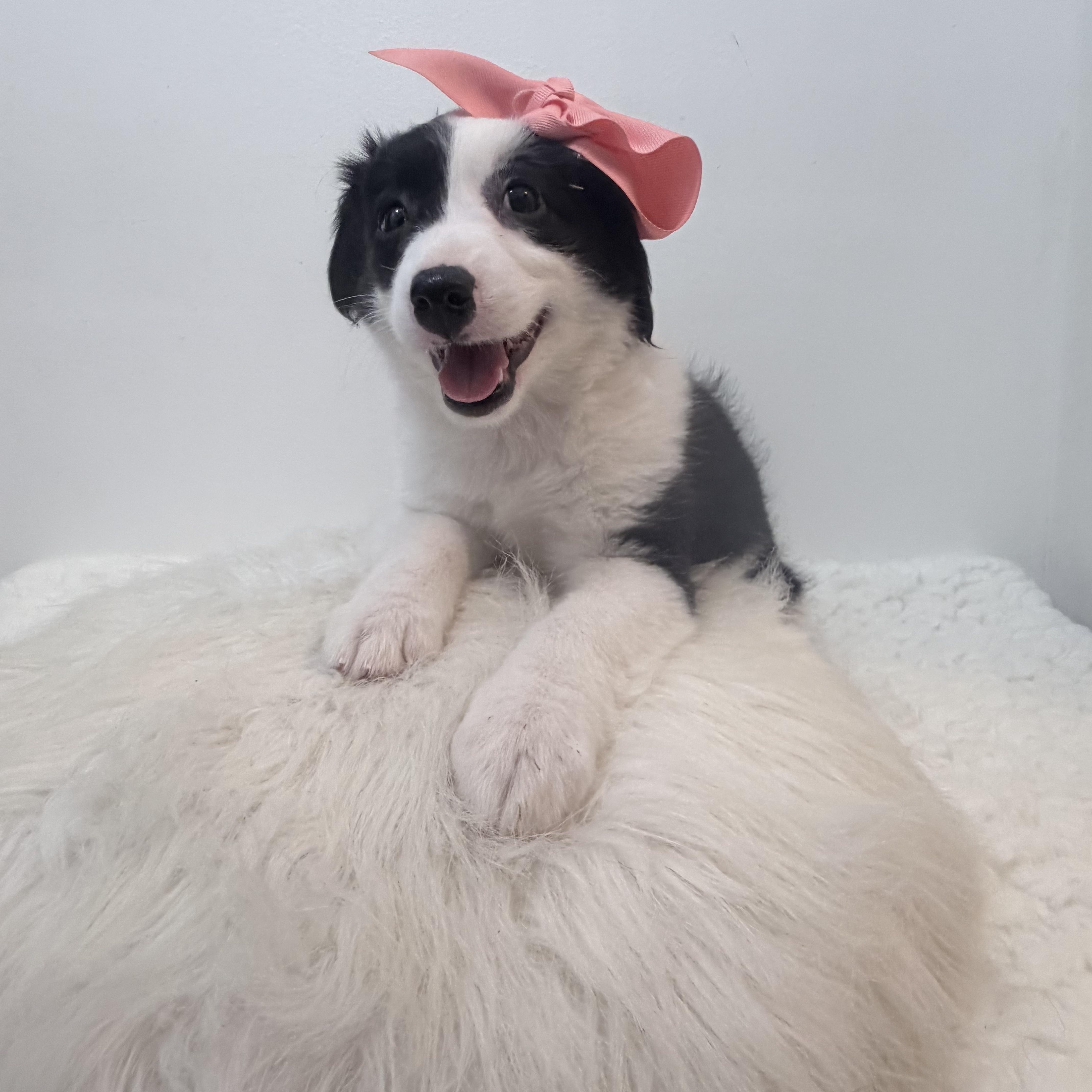 Puffins, Adopted, Puppy Female Aussiedoodle.