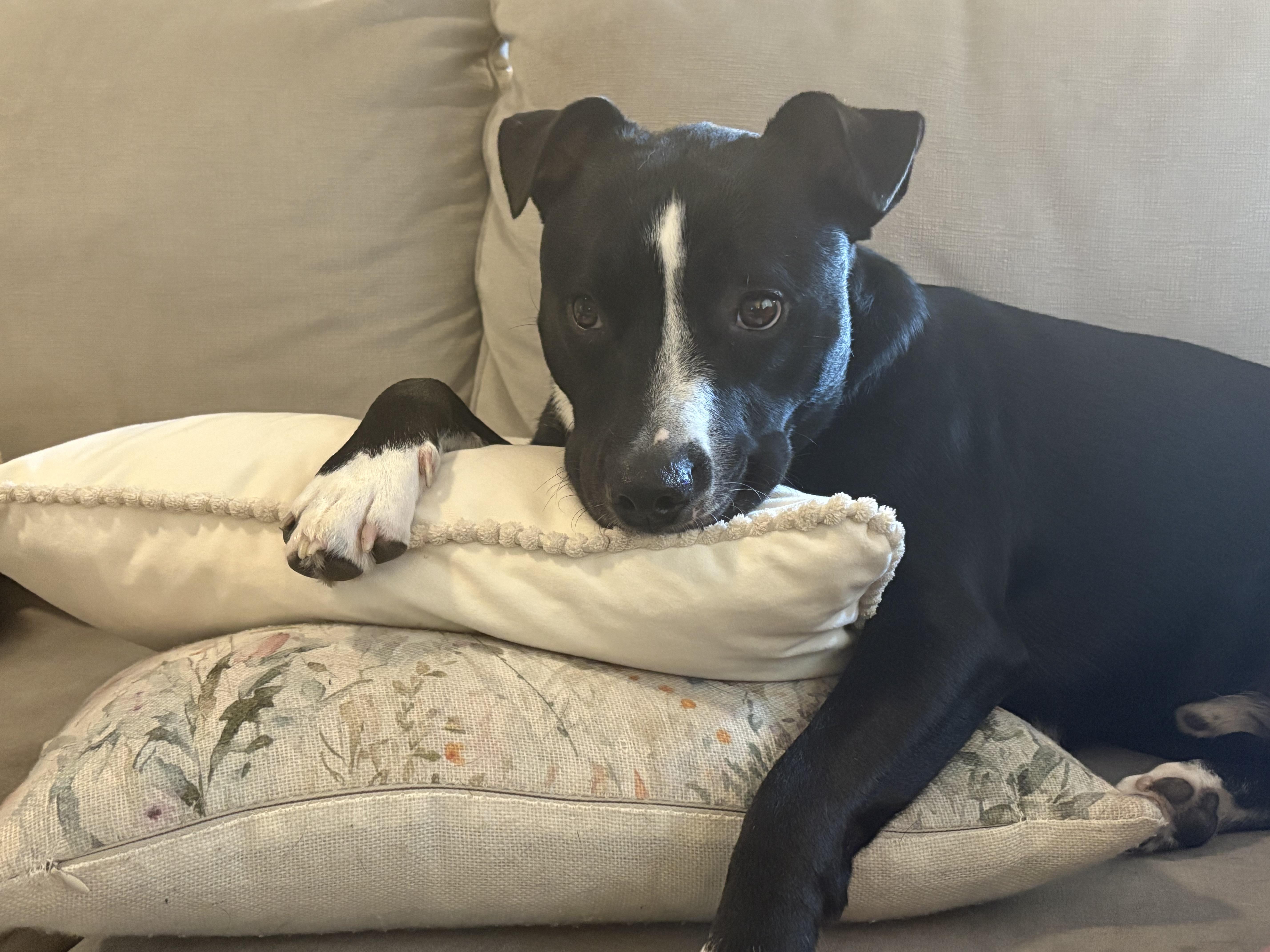 Enlarge Dex, a Adoptable mixed breed in Colorado Springs , CO image 1/5