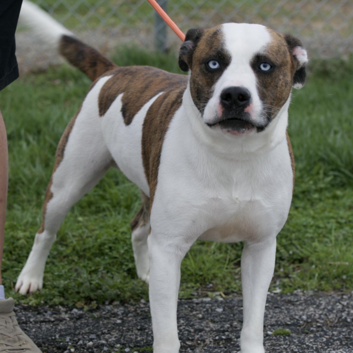 Enlarge Loki, an adopted mixed breed in Mount Sterling, KY image 1/2