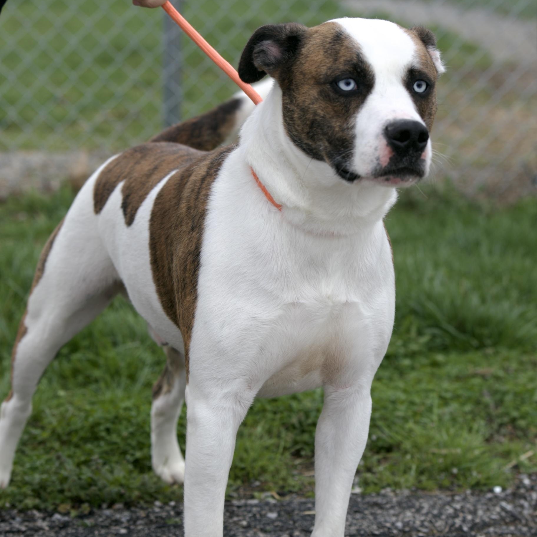 Enlarge Loki, an adopted mixed breed in Mount Sterling, KY image 2/2