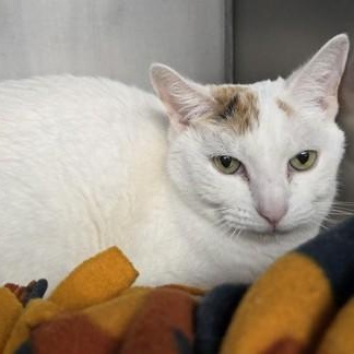 Enlarge Goose, a ADOPTABLE Domestic Short Hair in Worcester, MA image 1/1