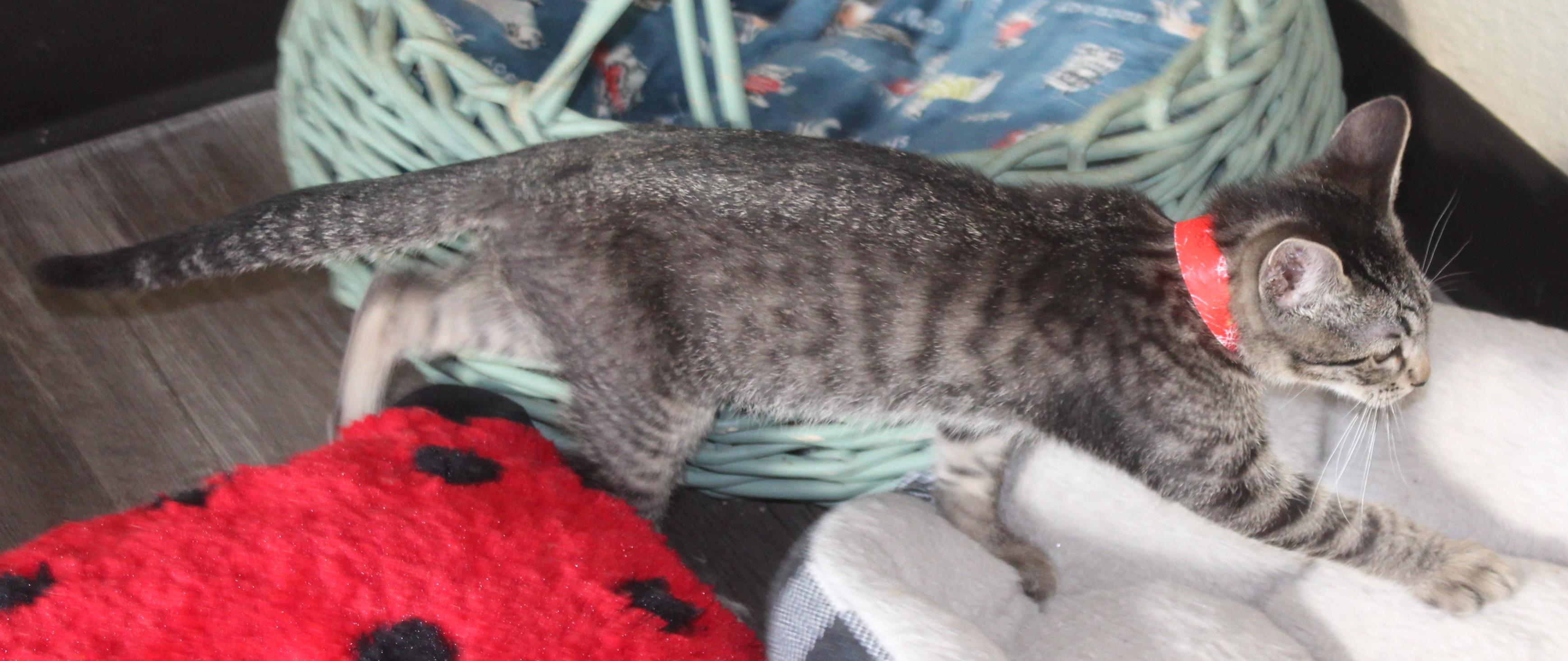 Enlarge Hondo, an adopted mixed breed in Huron, SD image 4/4