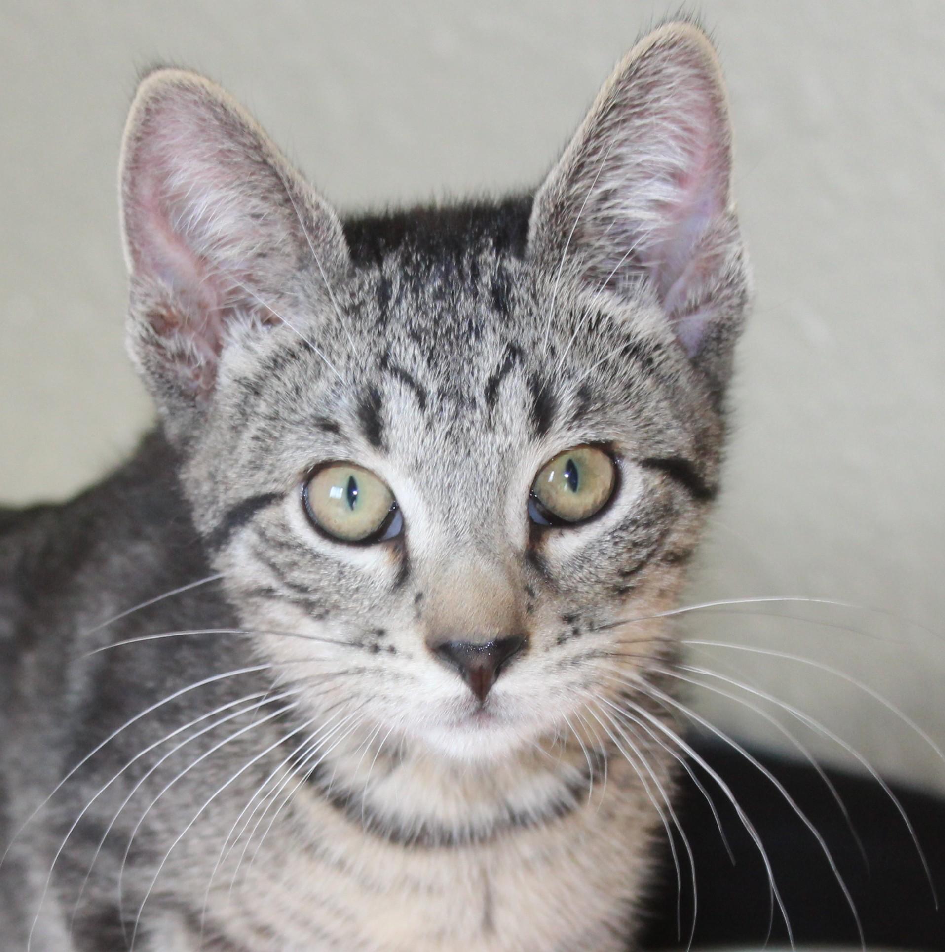 Hondo, adopted, Kitten Male Domestic Short Hair.