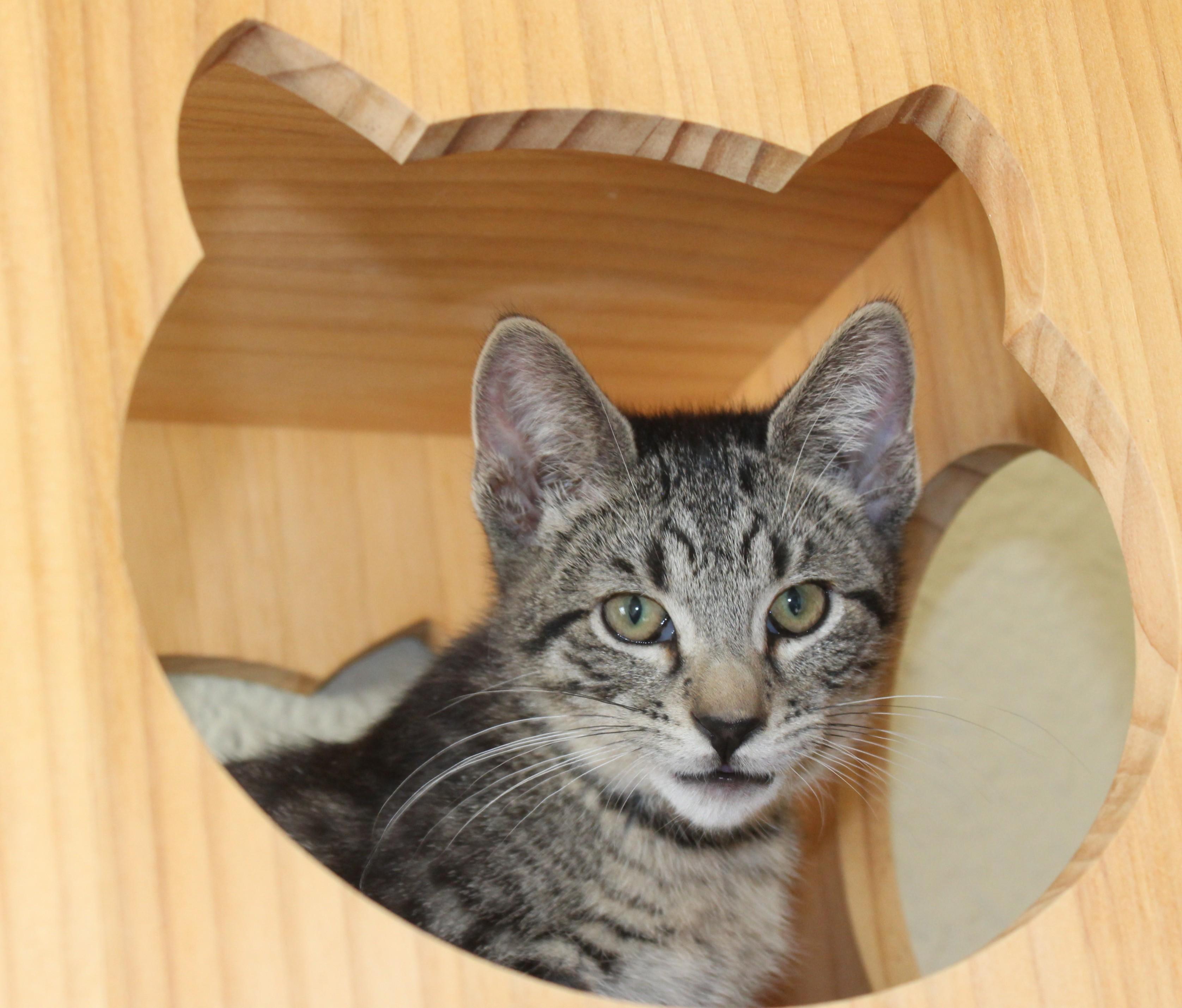 Enlarge Hondo, an adopted mixed breed in Huron, SD image 3/4