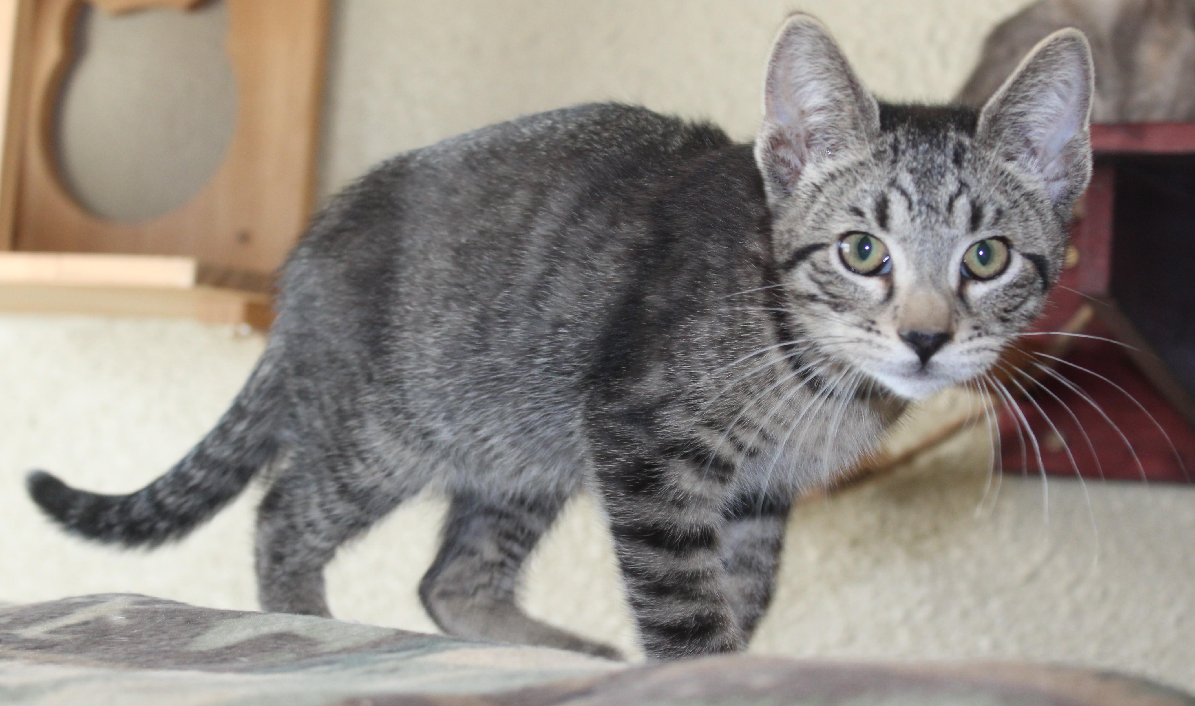 Enlarge Hondo, an adopted mixed breed in Huron, SD image 2/4