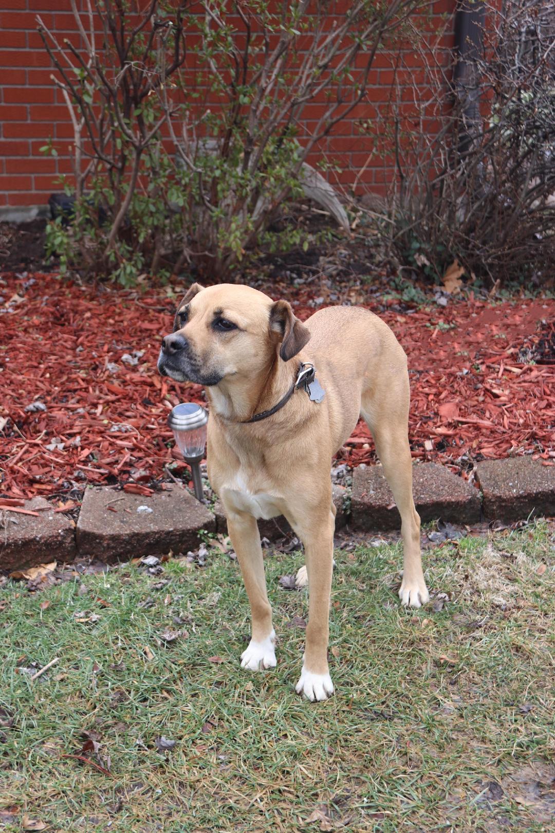 Enlarge Morgan, a Adoptable mixed breed in Louisville, KY image 2/6