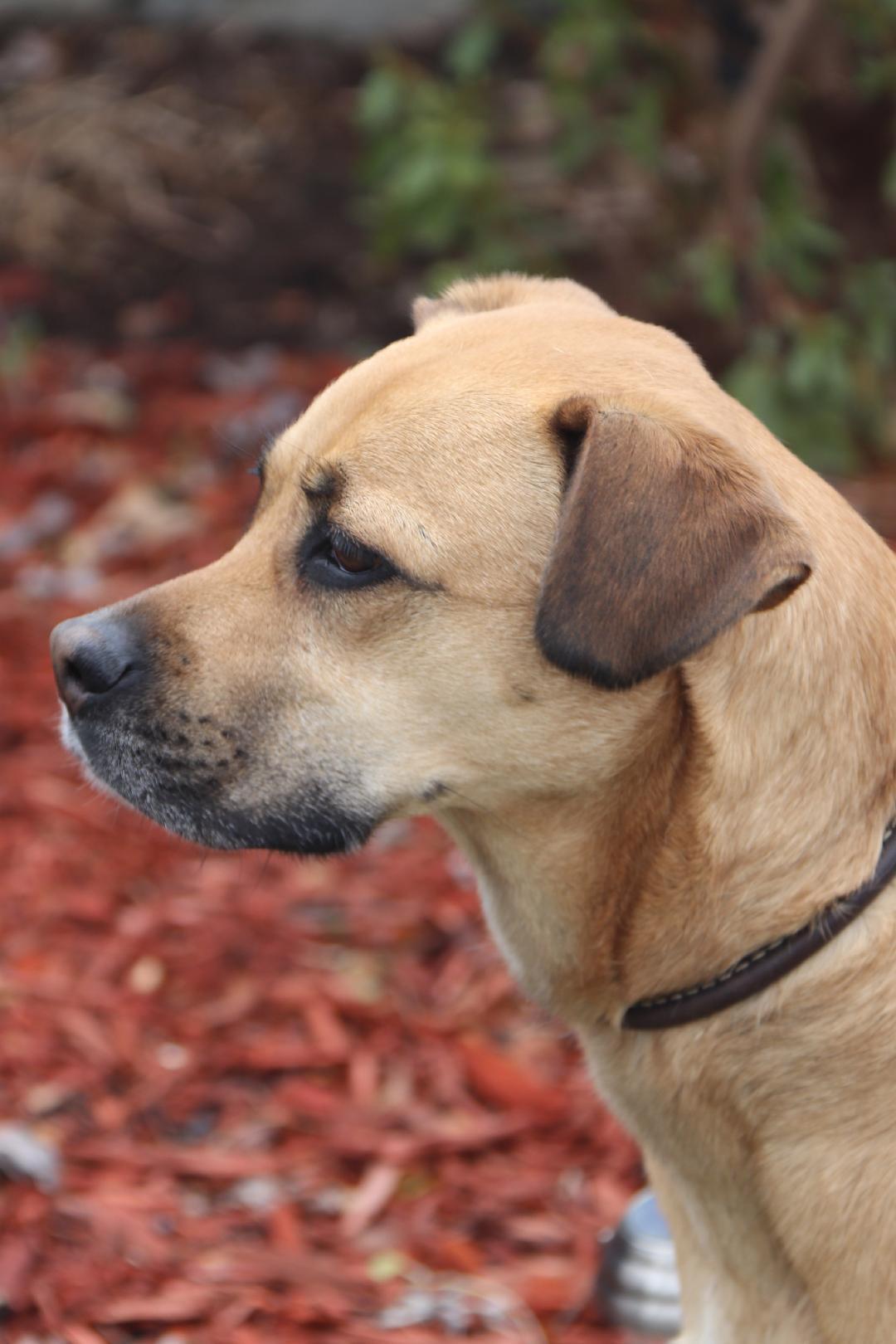 Enlarge Morgan, a Adoptable mixed breed in Louisville, KY image 3/6