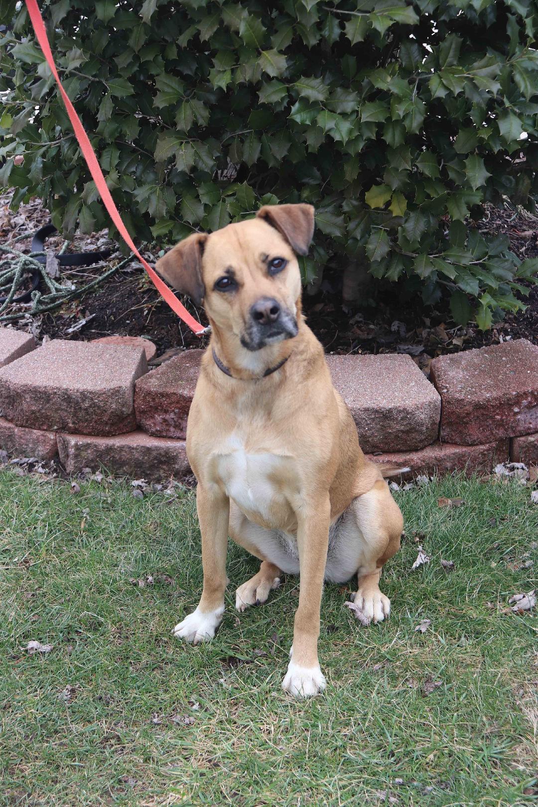 Enlarge Morgan, a Adoptable mixed breed in Louisville, KY image 1/6